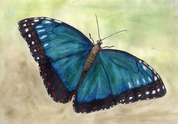 Schmetterling, A4 Aquarellmalerei 146,- Euro