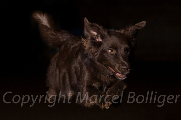 Australian Shepherd Honey