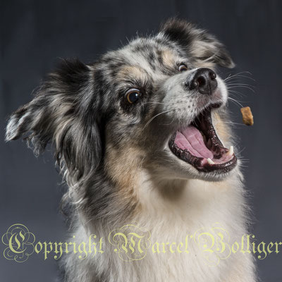 Australian Shepherd Dee Jay