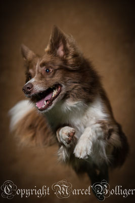 Border Collie Dixie
