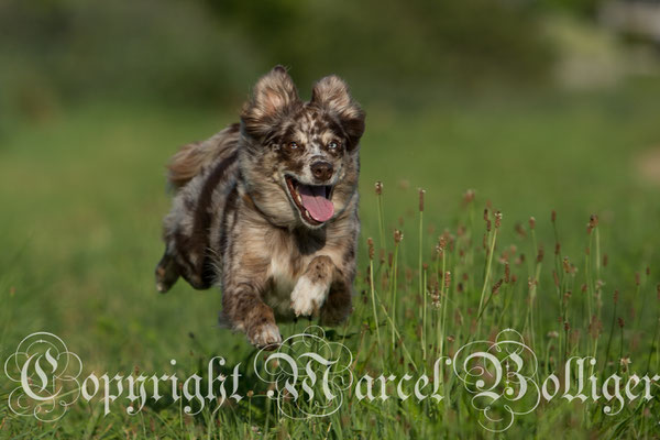 Australian Shepherd Dory