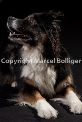Australian Shepherd Boogie