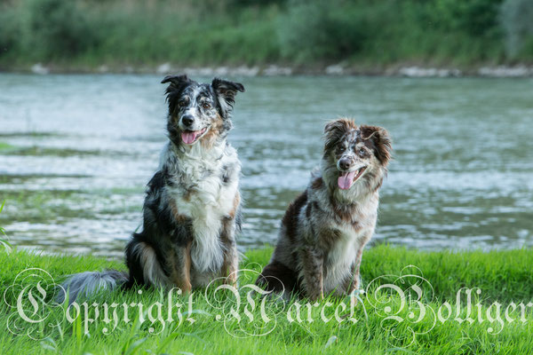Australian Shepherd Dory und Eiwa