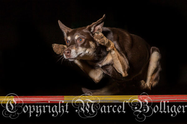 Australian Kelpie Haeven