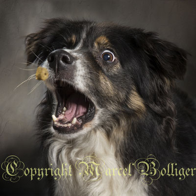 Australian Shepherd Boogie