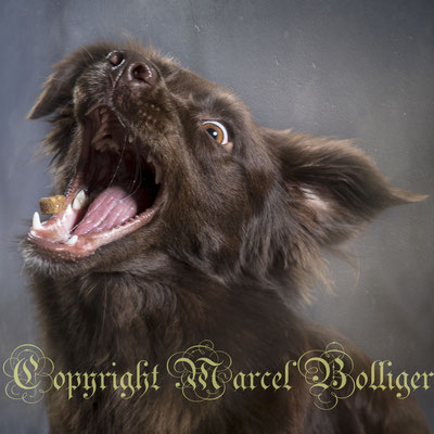 Australian Shepherd Honey