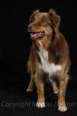Australian Shepherd Fiara