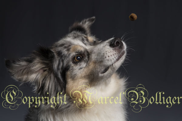 Australian Shepherd Dee Jay