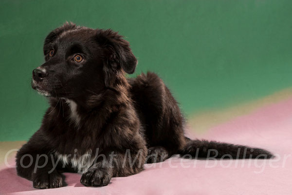 Australian Shepherd Farusch