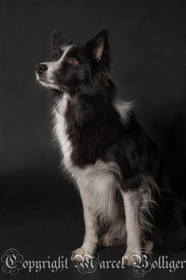 Border Collie Diani