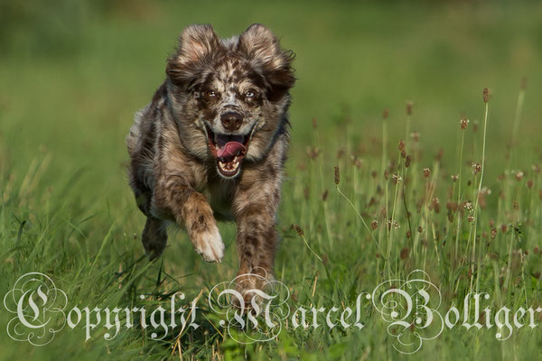 Australian Shepherd Dory