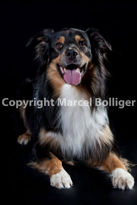Australian Shepherd Nilson