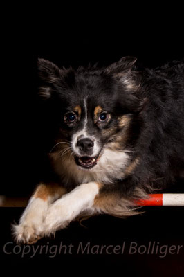 Australian Shepherd Boogie