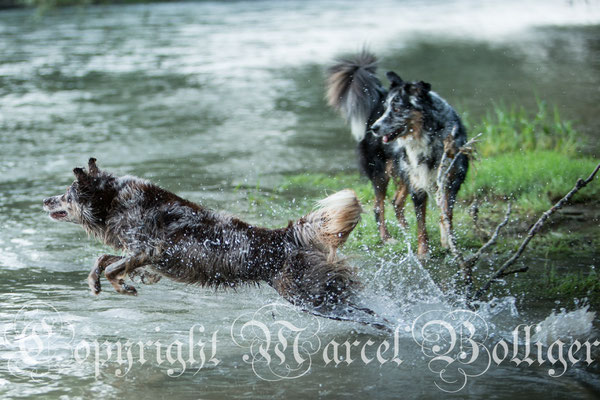 Australian Shepherd Dory und Eiwa