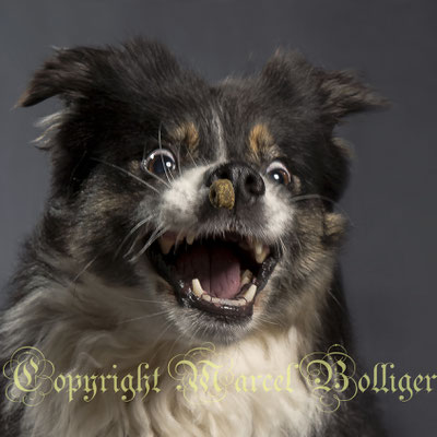 Australian Shepherd Boogie