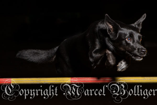 Australian Kelpie Diaz