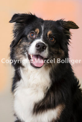 Australian Shepherd Boogie