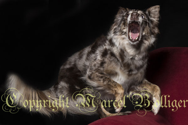 Australian Shepherd Dory