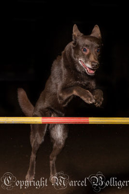 Australian Kelpie Devie