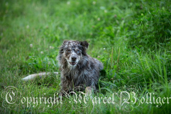 Australian Shepherd Dory