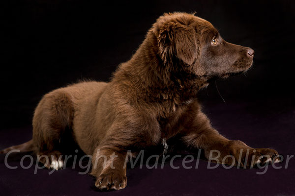 Australian Shepherd Honey