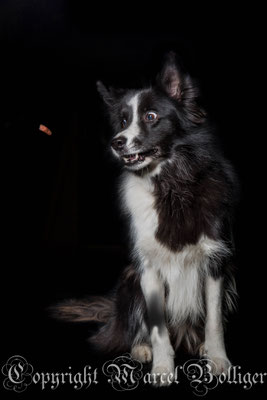 Border Collie Diani