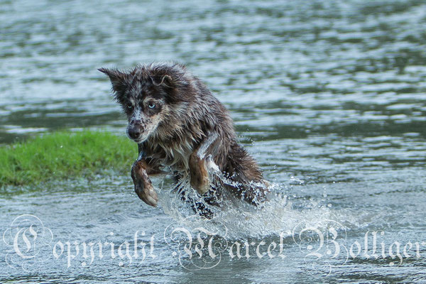 Australian Shepherd Dory