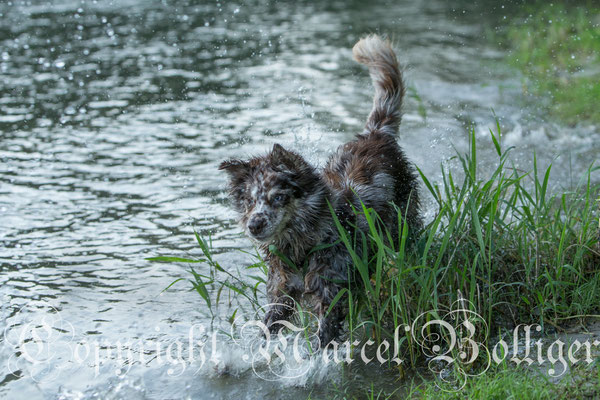 Australian Shepherd Dory