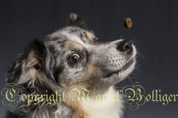Australian Shepherd Dee Jay