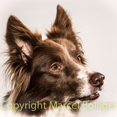 Border Collie Dixie