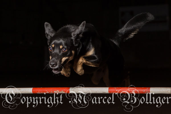 Australian Kelpie
