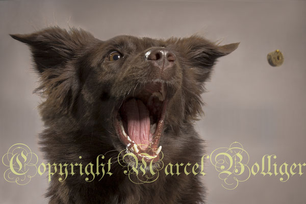 Australian Shepherd Honey