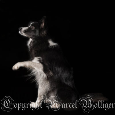 Border Collie Diani