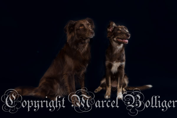 Australian Shepherd Honey und Nika