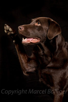 Labrador Retriever