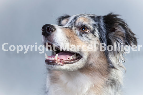 Australian Shepherd DJ