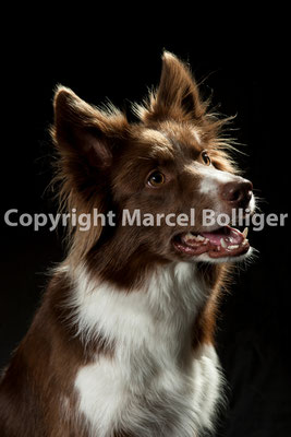 Border Collie Dixie
