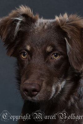 Australian Shepherd Nika