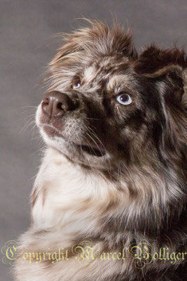 Australian Shepherd Dory