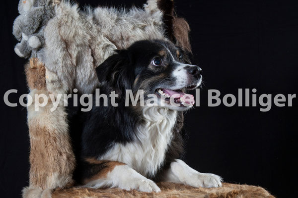 Australian Shepherd Boogie