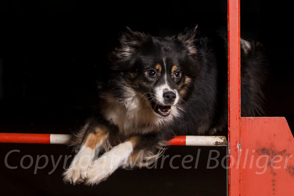 Australian Shepherd Boogie
