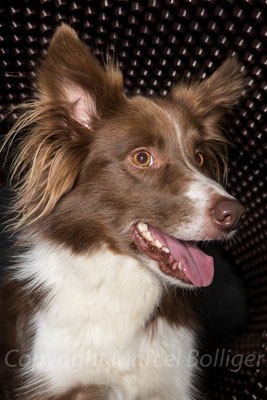 Border Collie Dixie