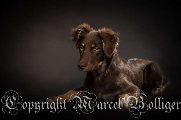 Australian Shepherd Nika