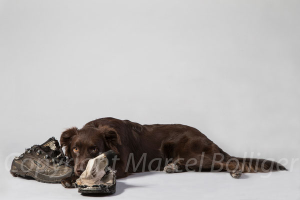Australian Shepherd Honey