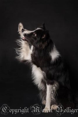 Border Collie Diani