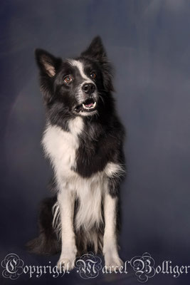 Border Collie Diani
