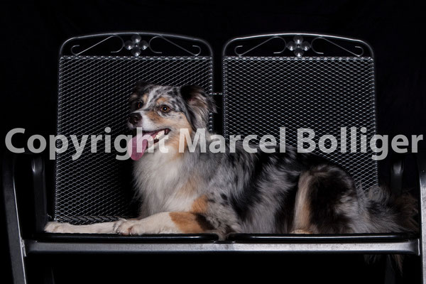 Australian Shepherd DJ