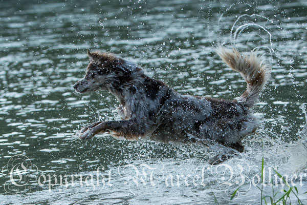 Australian Shepherd Dory