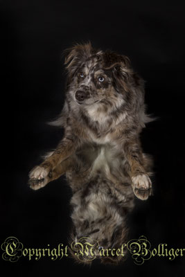 Australian Shepherd Dory