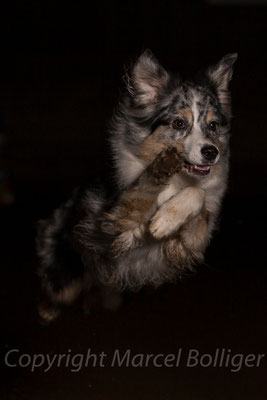 Australian Shepherd DJ